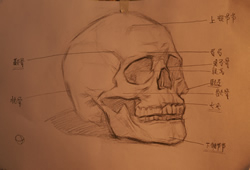 石膏头骨写生训练